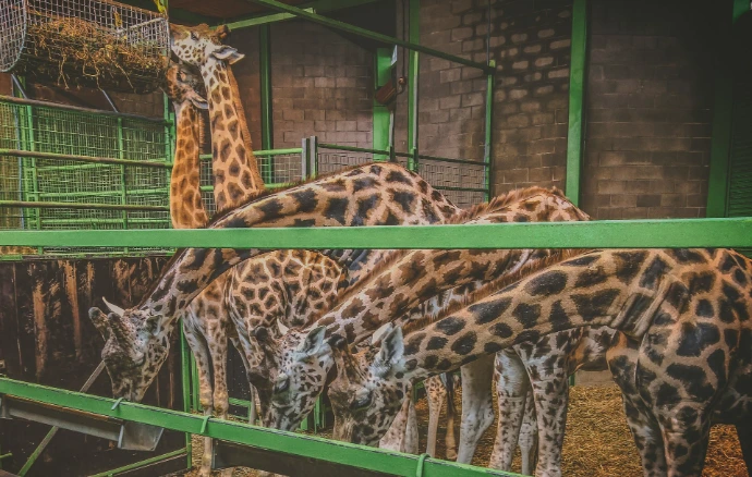 a group of giraffes eating from a trough